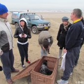 Jonge grijze zeehond Zandvoort