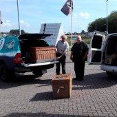 Jonge zeehond Zandvoort