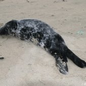 Jonge grijze zeehond Zandvoort