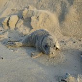 Jonge grijze zeehond Noordwijk