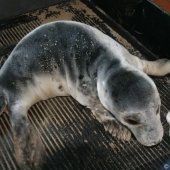 Grijze zeehondenpup Wassenaar