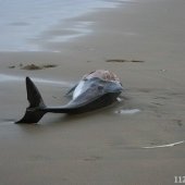 Dode bruinvis Noordwijk