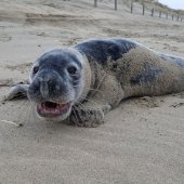 Jonge grijze zeehond Noordwijk