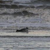 1e zeehond van het jaar gevonden Scheveningen