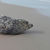 Zeehond op het strand tussen Katwijk en Wassenaar