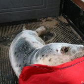 Grijze zeehondenpup Wassenaar