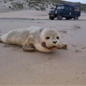 Twee zeehonden naar A Seal