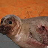 Jonge zeehond op het strand Noordwijk