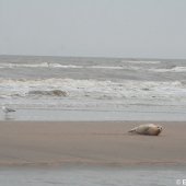 Jonge zeehond op het strand Noordwijk