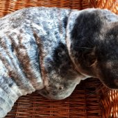 Jonge grijze zeehond Bloemendaal