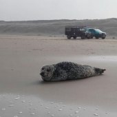 Zeehond op het strand tussen Katwijk en Wassenaar