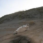 Grijze zeehondenpup Wassenaar