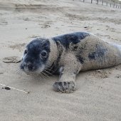 Jonge grijze zeehond Noordwijk