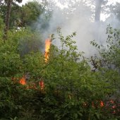 Duinbrand Noordwijk