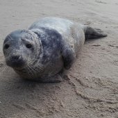 Zeehond Duindamseslag Noordwijk