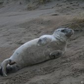 Grijze zeehondenpup Wassenaar