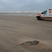 Dode bruinvis Noordwijk