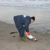 Dode bruinvis Noordwijk