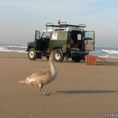 Gezonde zwaan strand Noordwijk