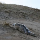 Grijze zeehondenpup Wassenaar