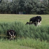 Koe te water Kanaalpad NW Rijnsburg