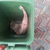 Dode bruinvis Bloemendaal