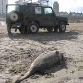 Dode bruinvis Zandvoort