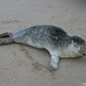 Zeehond aan gespoeld vervolg Pieterburen