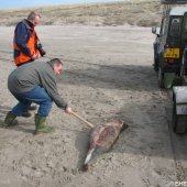 Dode bruinvis Noordwijk