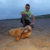 Jonge gewone zeehond Noordwijk.