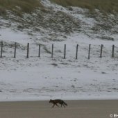 EHBZ spot vos op het strand Noordwijk