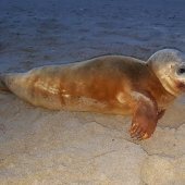 Jonge gewone zeehond Noordwijk.