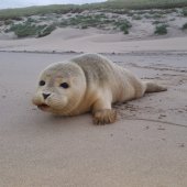 Twee zeehonden naar A Seal