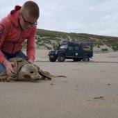 Twee zeehonden naar A Seal