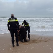 Zeehond Scheveningen