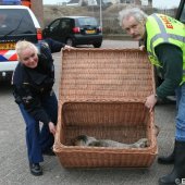 Jonge zeehond op het strand Noordwijk