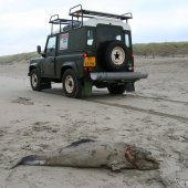 Dode bruinvis Noordwijk