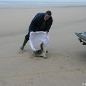 Zeehond aan gespoeld vervolg Pieterburen