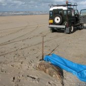 Dode bruinvis Noordwijk