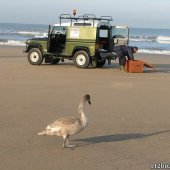 Gezonde zwaan strand Noordwijk