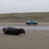 Tweede jonge grijze zeehond van vandaag Noordwijk