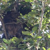 Kat in boom Duinzicht Noordwijk