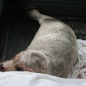 Jonge zeehond op het strand Noordwijk