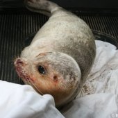 Jonge zeehond op het strand Noordwijk