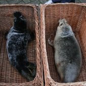 Jonge grijze zeehond Zandvoort