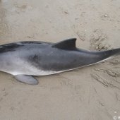 Levende bruinvis gevonden Katwijk