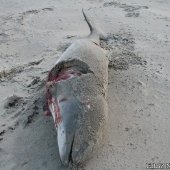 Dode bruinvis Noordwijk
