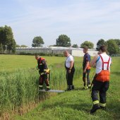 Koe te water Kanaalpad NW Rijnsburg