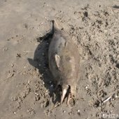 Dode bruinvis Zandvoort