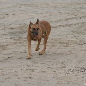 Zoek actie naar vermiste man Noordwijk